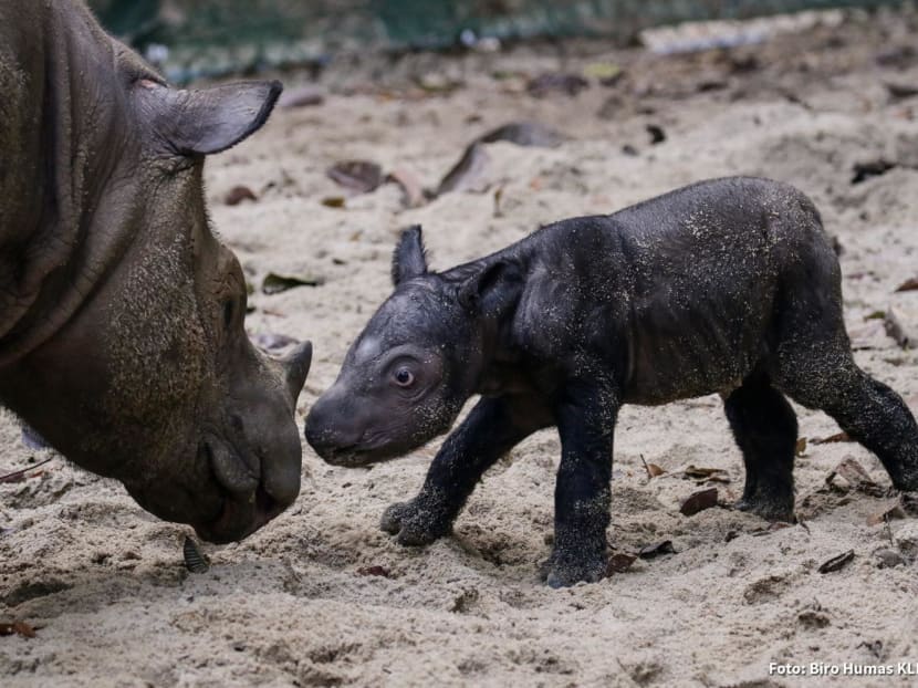 The endangered Sumatran rhinoceros calf was born at the Sumatran Rhino Sanctuary in Way Kambas National Park, Lampung Province, Indonesia on Sept 30, 2023.
