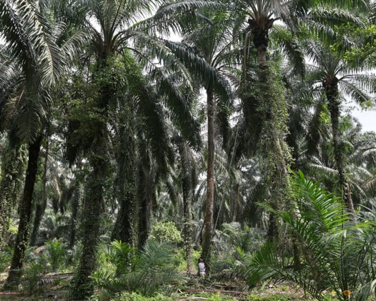 Palm up over 1%, hitting 2-week high on rival oil, crude oil strength 