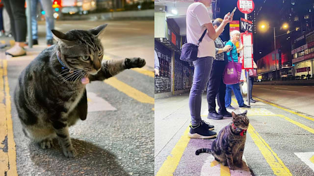 香港等巴士网红猫“阻B”失踪，全港寻猫一晚