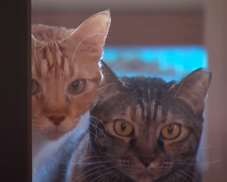 As cat licensing scheme kicks in, some welfare groups fear a rise in abandonment cases