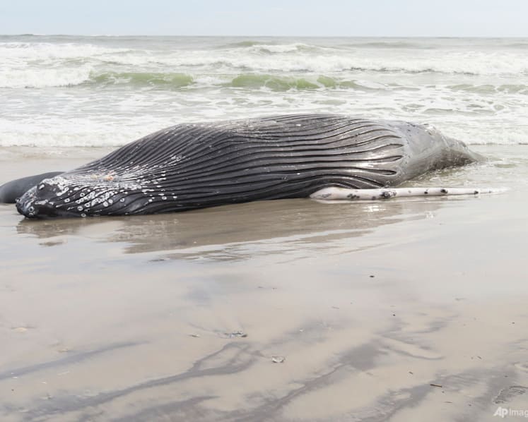 Pause sought in US wind farm ocean preparation works after 7th dead whale