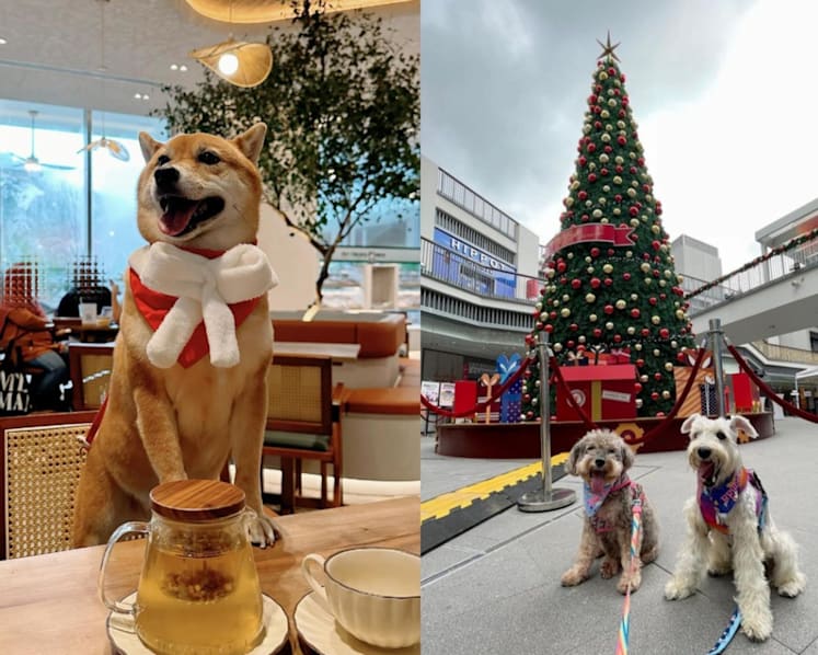 One Holland Village: A guide to pet-friendly eateries and new dining concepts