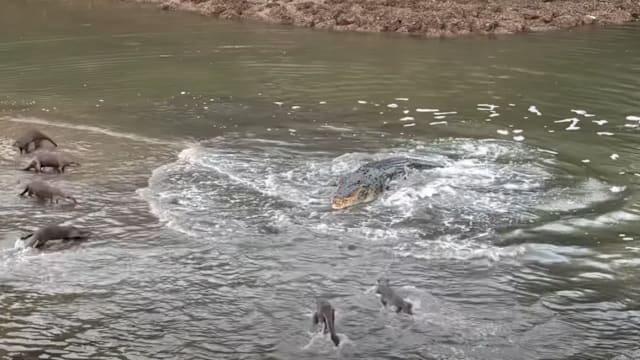 双溪布洛湿地现惊险对峙 水獭群联手逼退巨鳄