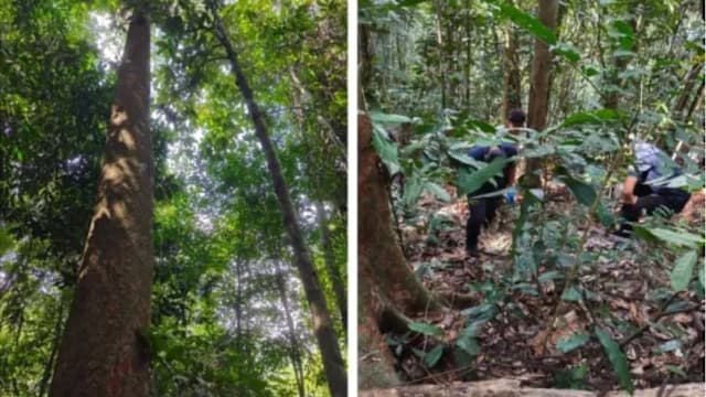 马国男子森林采臭豆遭枪击 警方逮捕一人助查