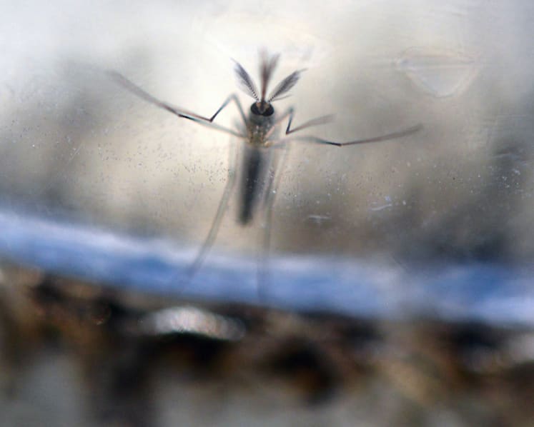 Mum-to-be who tested positive for Zika also has dengue