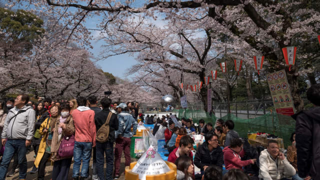日本部分地区樱花季可能来得比预期早