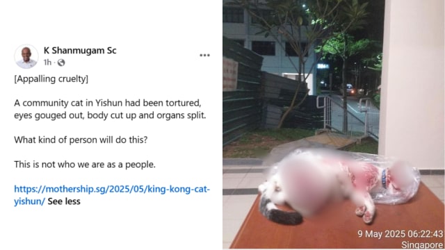 义顺社区猫惨被挖眼肢解 尚穆根斥：骇人听闻的残忍行为