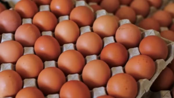1 maut, 207 jatuh sakit akibat salmonela di Britain