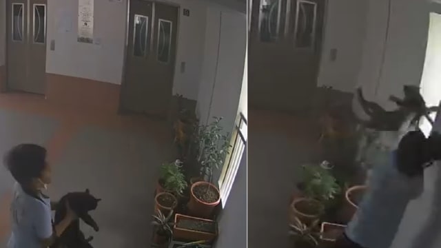 男童高楼抛猫 律师：需评估心理状态 决定是否受法律制裁 