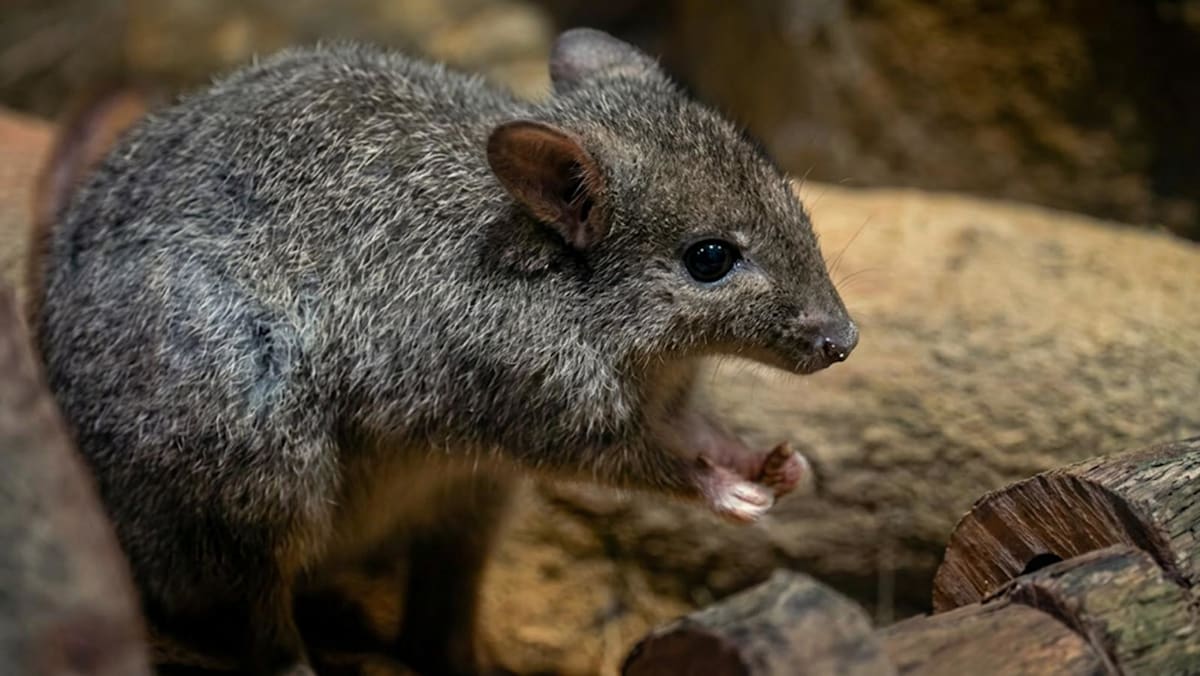 Inside Singapore's Night Safari - CNA