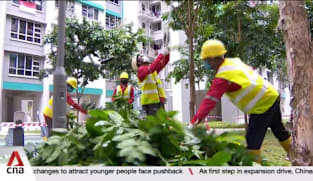 New draft standard on tree management open for public consultation from Nov to Jan