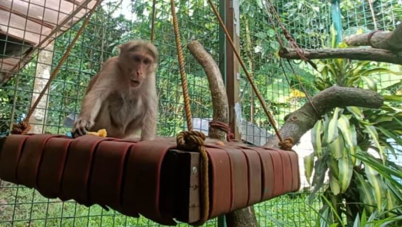 Gelung hos SCDF lama diubah jadi mainan beruang dan hidupan liar di Laos Gelung hos SCDF lama diubah jadi mainan beruang dan hidupan liar di Laos