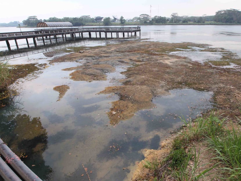 Some areas around the Lower Seletar Reservoir have dried up on 4 March 2014 due to the prolonged dry weather. Photo by Ooi Boon Keong