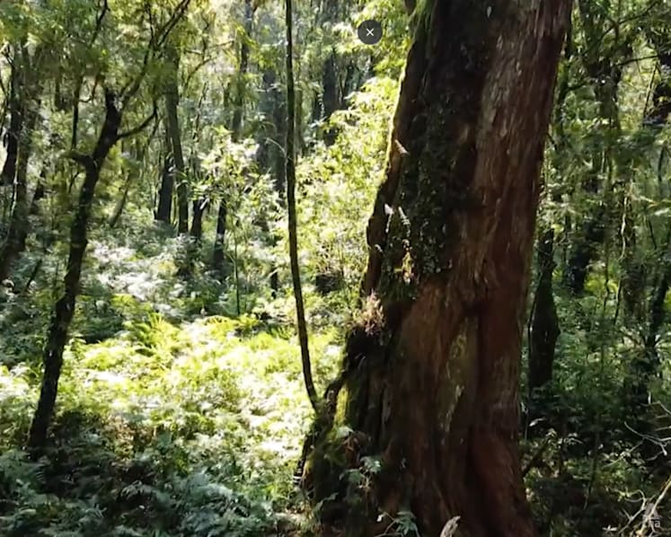 Taiwan’s centuries-old trees under threat by ‘mountain rats’ who chop them down for illegal sale