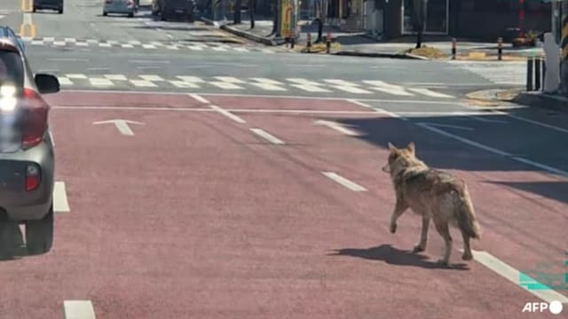 狼逃脱出动300人搜寻 首尔小学紧急停课