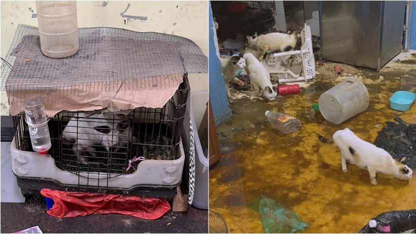 SPCA sees 'alarming increase' in pet abandonment cases SPCA sees 'alarming increase' in pet abandonment cases