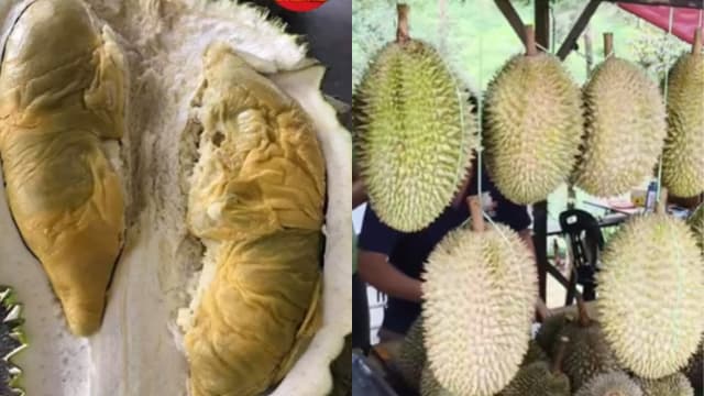 马国槟城“松鼠王”榴梿走红 每个售价竟超过150元