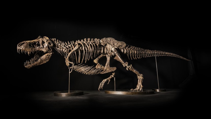 GRISTLE KING / T-Rex【期間限定セール10/15まで】 King Kong comparison to the T-Rex : r/Unmatched