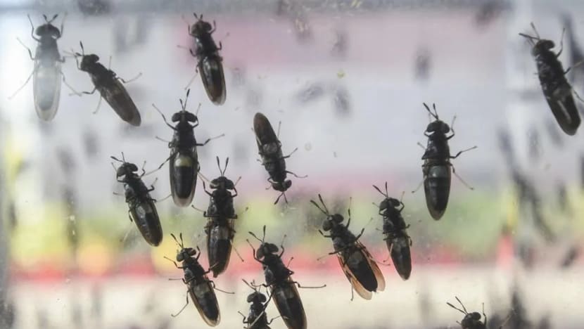Malaysia to use black soldier fly larvae in organic waste treatment