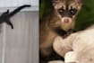 Why Did A One-North Office Smell Like Cooked Rice? The Answer Was A Civet Cat