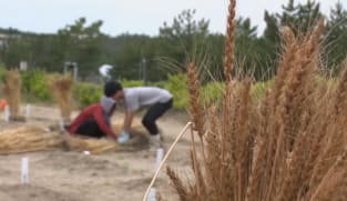 Japan Hour - Gaia Series 97: "Miracle Wheat" - Japanese people changing the world