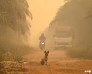 Commentary: Haze chokes plants too - how air quality can be a food security issue