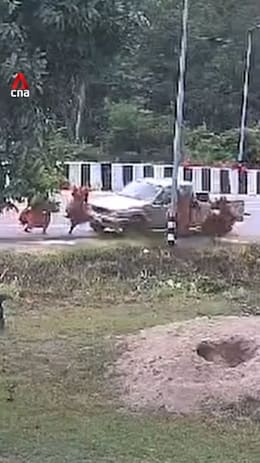 Death toll rises to 10 after child driver crashes into monks in Thailand