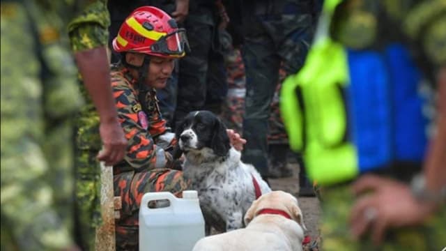 搜救犬搜获六名云顶土崩罹难者遗体 其中一只过劳晕倒 