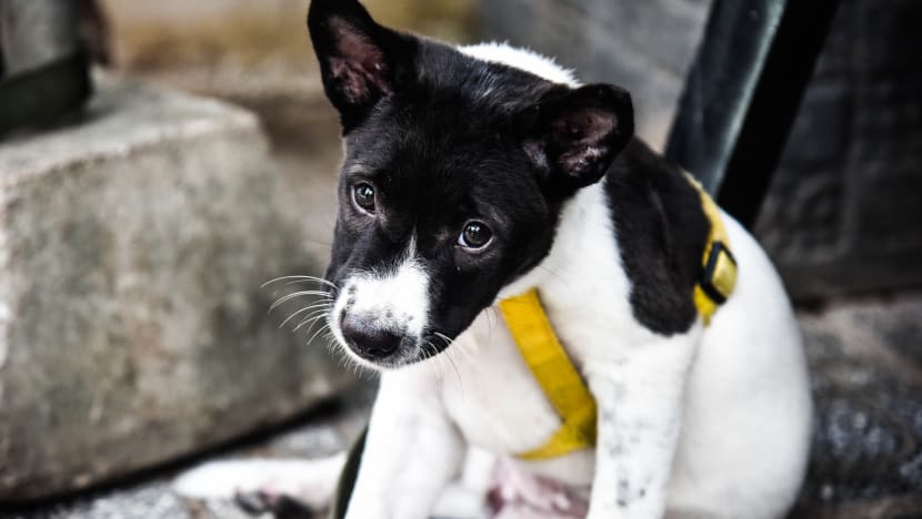 Disease, disgust and dollars: Growing demand for dog meat in Cambodia