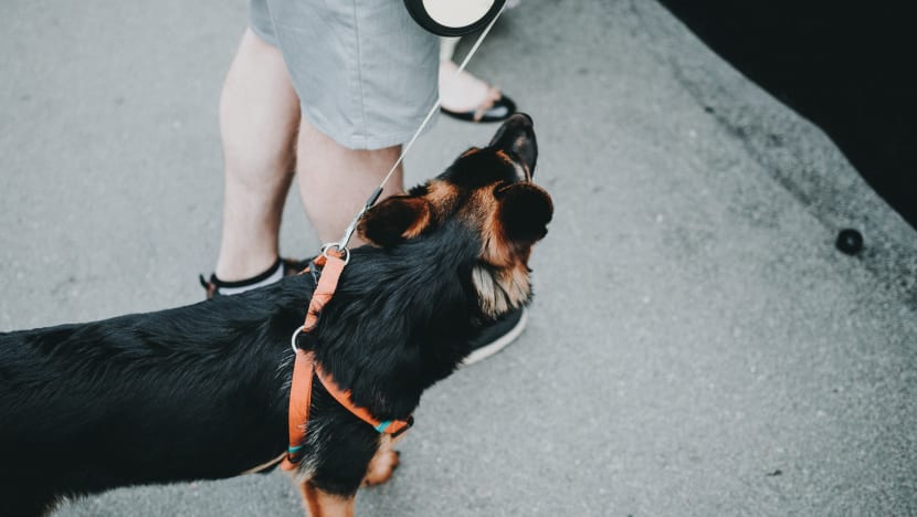 Man fined for fighting at HDB lift lobby after refusing to move his dogs for couple to exit