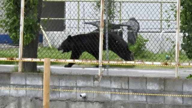 日本宇都宫首现熊踪 中小学全面停课