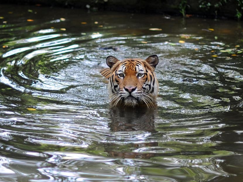 A Malayan Tiger takes a dip at the National Zoo in Kuala Lumpur on May 23, 2010.