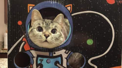 Related article image