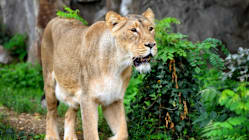 Related article image