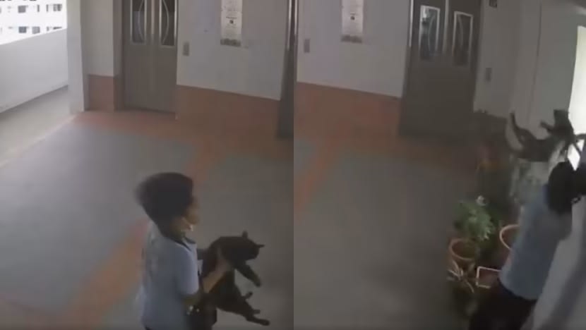 Penilaian mental kanak-kanak campak kucing di Boon Lay kunci bagi sebarang kes jenayah