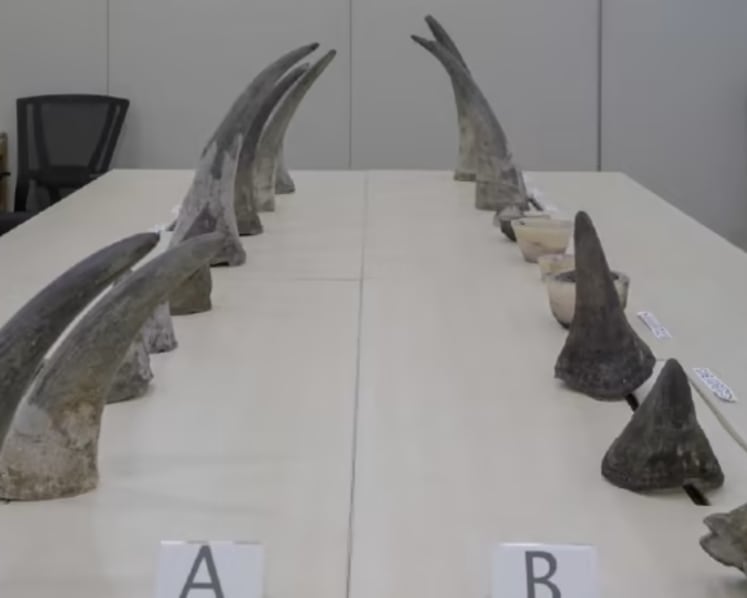 Jail for South African caught at Changi Airport in Singapore's largest seizure of rhino horns