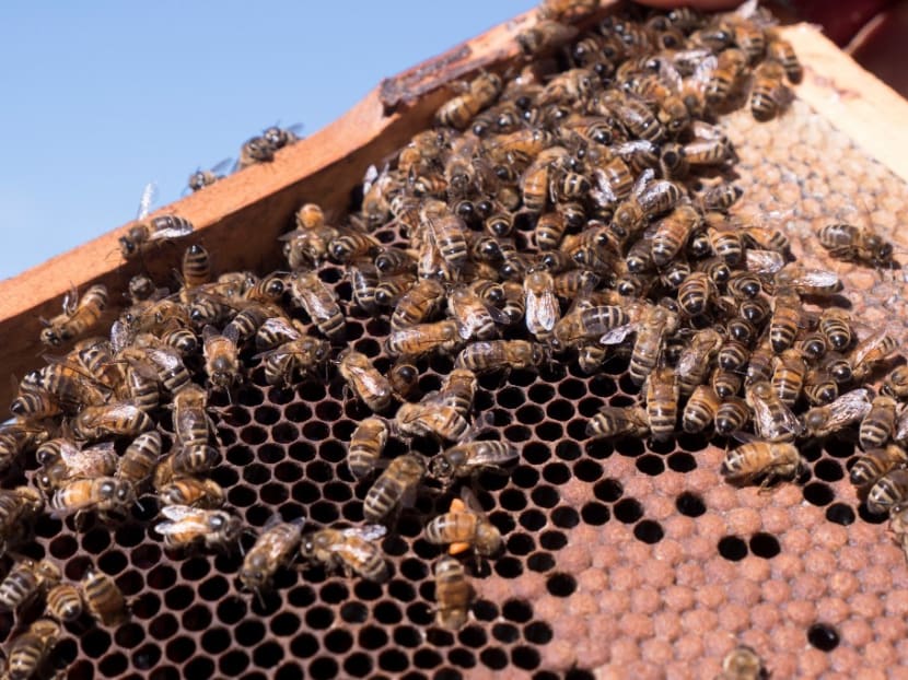 Australian apiarists are worried they will no longer be able to produce very lucrative manuka honey, as New Zealand beekeepers are trying to get this Maori term trademarked in at least five jurisdictions, including China, the US and the EU.
