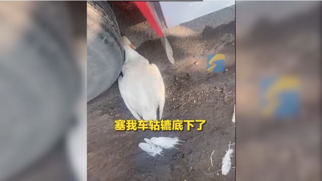 中国老妇用死鸭子“碰瓷” 逗乐司机和警员