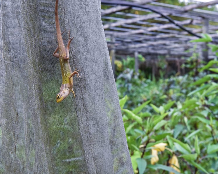 Commentary: Can farming be a success story for Singapore?