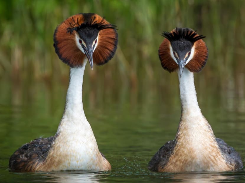 This handout photo taken on Dec 14, 2021 shows a pair of Australasian crested grebes, known in New Zealand by its Maori name "puteketeke", on Lake Alexandrina in MacKenzie Country, New Zealand's South Island.
This handout photo taken on Dec 14, 2021 shows a pair of Australasian crested grebes, known in New Zealand by its Maori name "puteketeke", on Lake Alexandrina in MacKenzie Country, New Zealand's South Island.