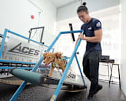 Is walking your dog enough? Inside Singapore's dog gym that's changing canine fitness