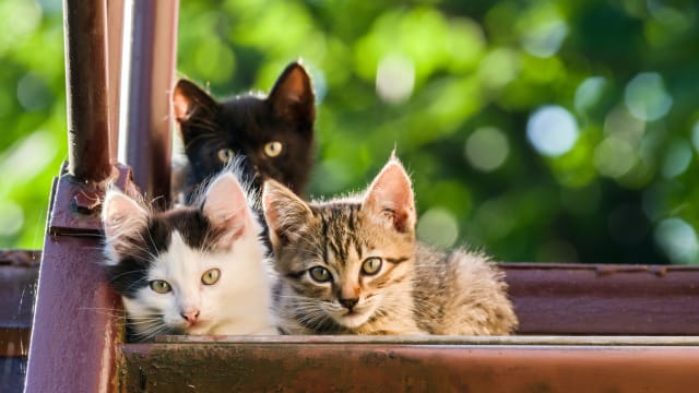 允儿童捕猎和杀野猫挨批 新西兰比赛主办方急喊卡