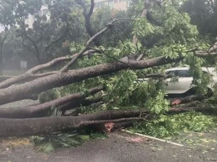 A photo from Facebook group SG Road Vigilante shows a tree lying across the lanes of the CTE with a white car trapped in its branches. A photo from Facebook group SG Road Vigilante shows a tree lying across the lanes of the CTE with a white car trapped in its branches.