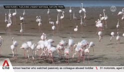 Ukraine sees devastating environmental impact due to war