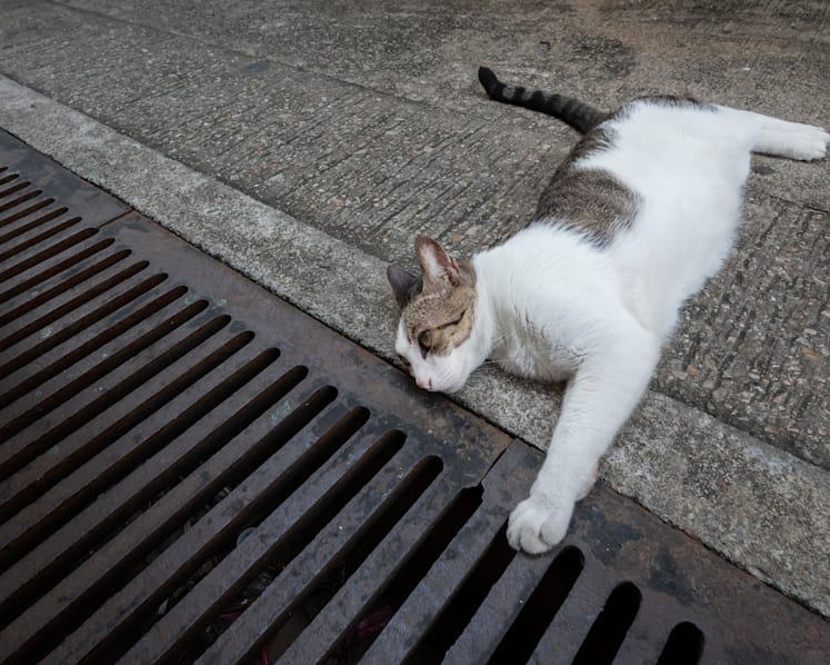 Man accused of abusing 5 cats, including throwing them down from HDB blocks and killing them