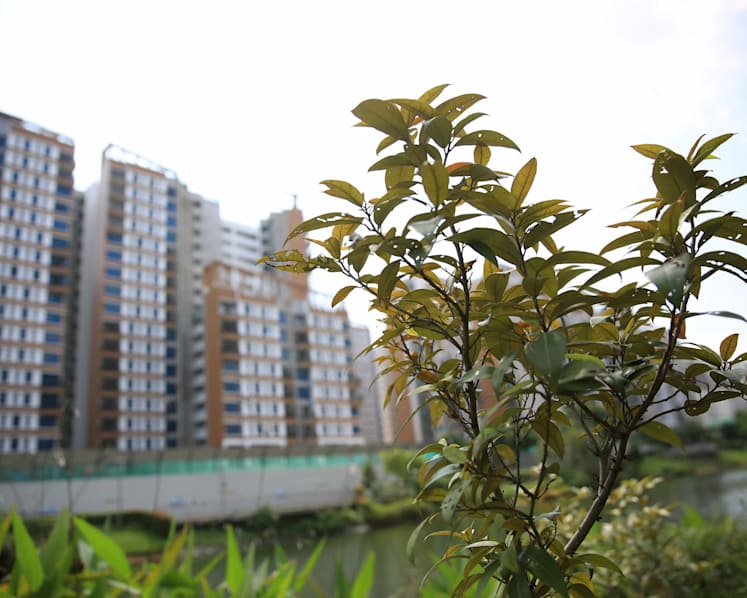 Biodiversity thriving on artificial Punggol waterway