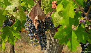 French, Italian winegrowers face earliest ever harvest