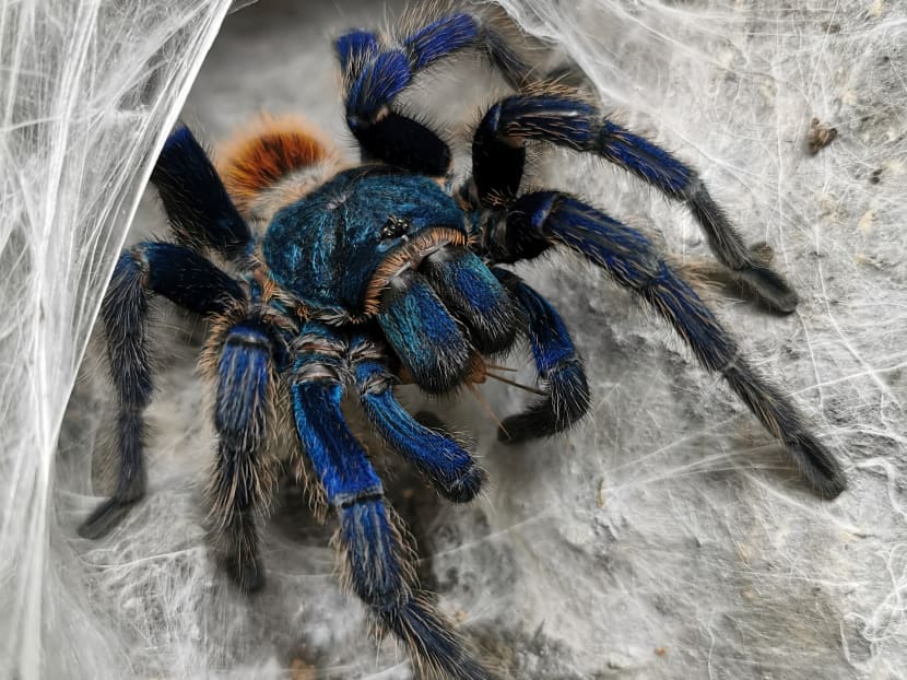 Andrew Chan Joo Seong allegedly kept a Greenbottle blue tarantula, a Brazilian black tarantula, a Mexican red rump and a Mexican golden rump in his home.