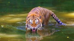 Related article image