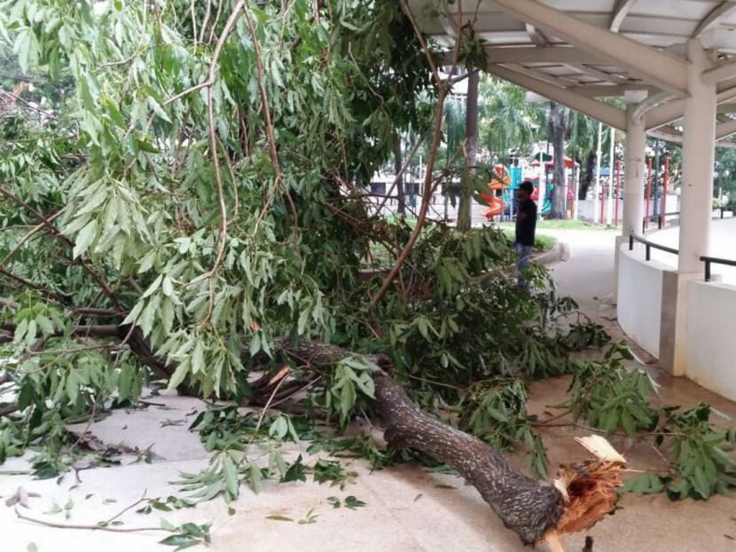 Flooding, fallen trees as heavy rain batters Singapore
